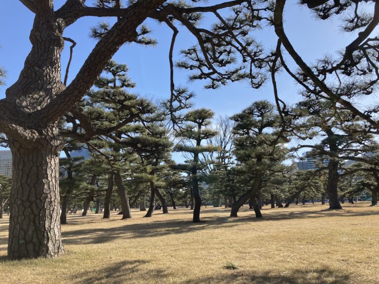 これ何?松(Pine Tree)!「生きた芸術」と日本人の忍耐を英語で説明|通訳ガイド解説・音声付 - 現役通訳ガイドも愛用 | Beyond ...