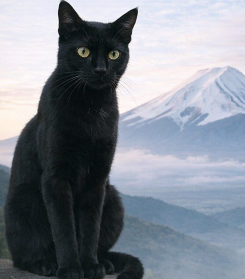 Gaku - Your Mountain Guide