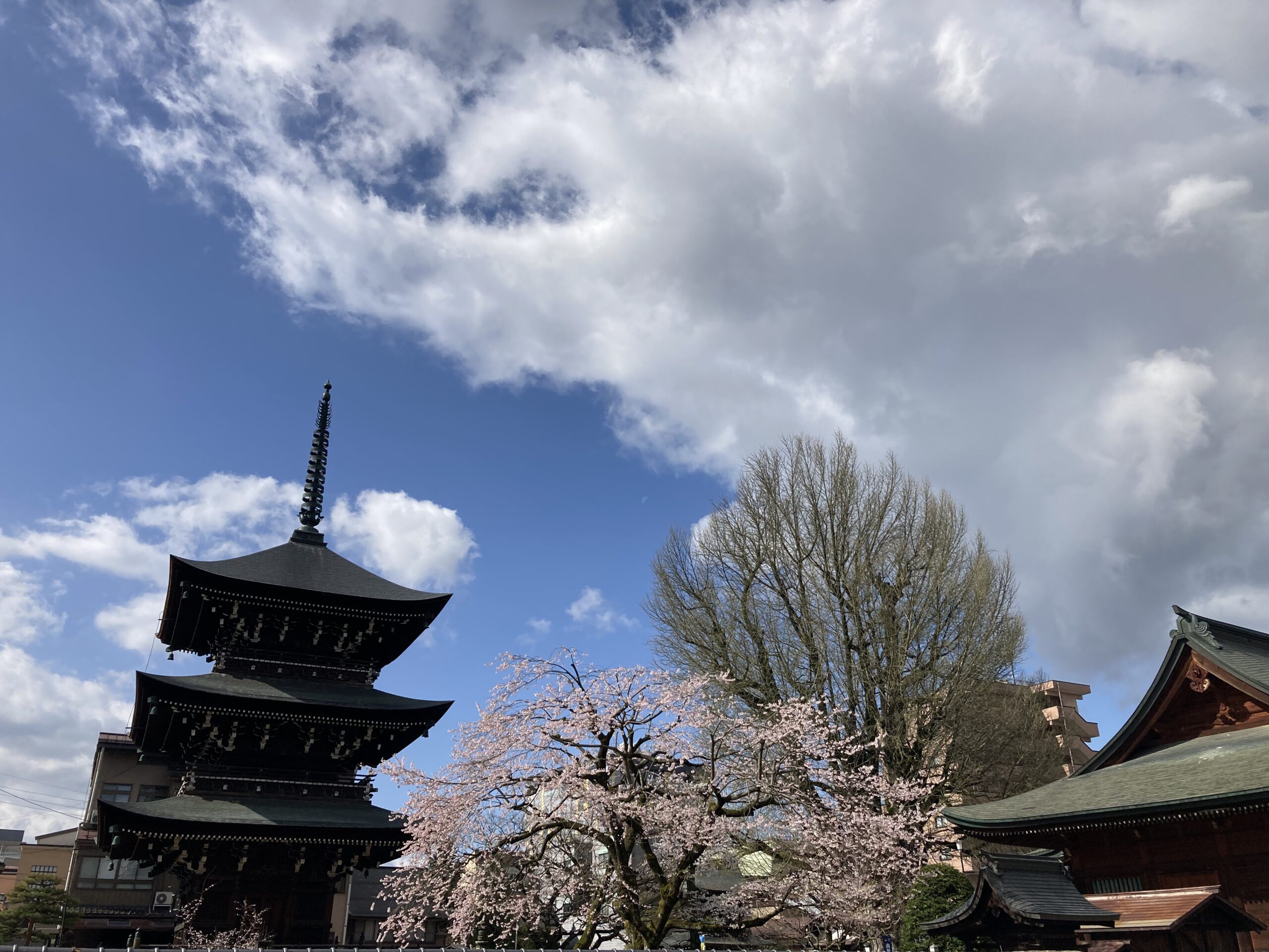 Three-tiered Japanese pagoda at a temple, with blooming cherry blossoms and a blue, partly cloudy sky in the background.