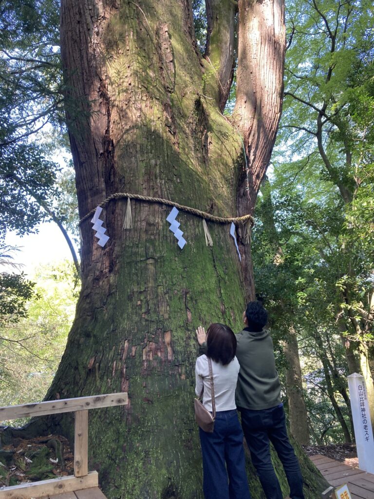 sirayama_hime_cidar - インバウンドビジネス最前線の方々へ!AIの上に立つ情報収集をアシスト Two people stand at a massive ancient tree wrapped with a shimenawa rope and zigzag paper streamers, touching its trunk in a wooded area.