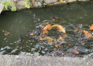 鯉の餌やり