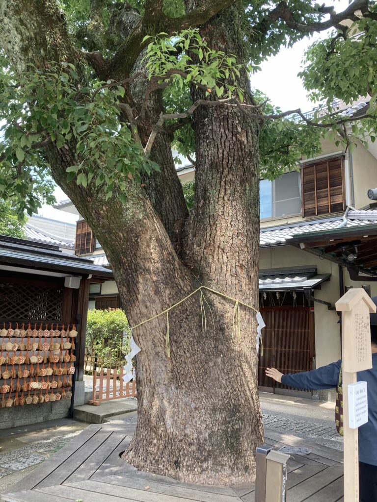05_seimi-tree-1 - 現役通訳ガイドも愛用 | Beyond AI ブログ