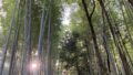 bamboo-grove-2 - 現役通訳ガイドも愛用 | Beyond AI ブログ