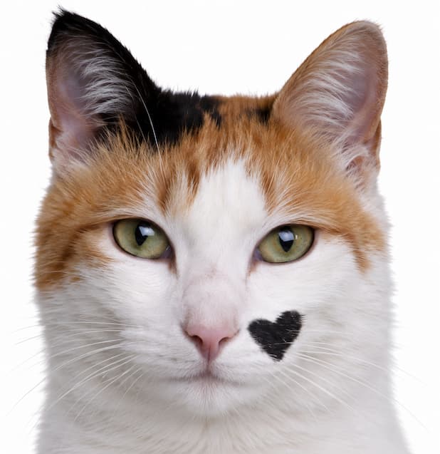 MINE